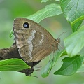 Blauäugiger Waldportier (Minois dryas)